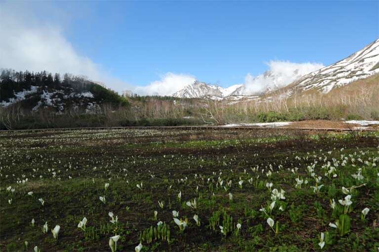 栂池自然園_ミズバショウ湿原