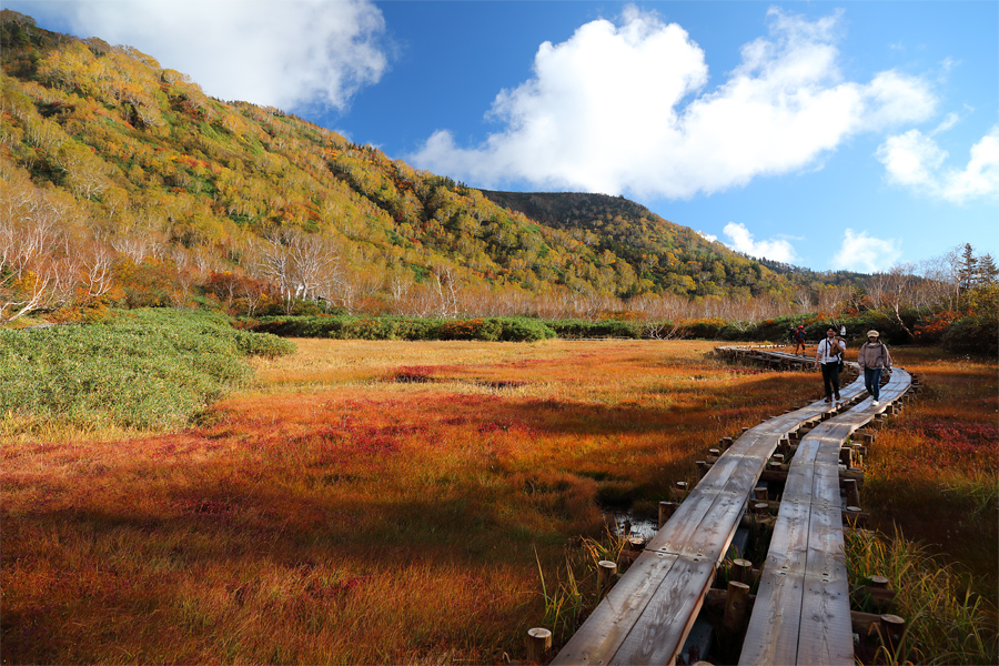 Tsugaike Nature Park / Sunny