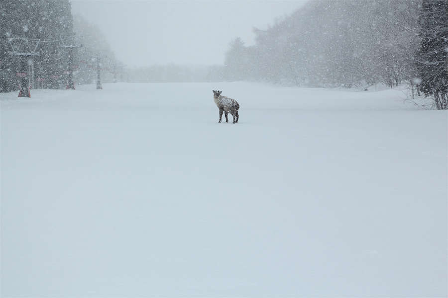 330cm / 雪